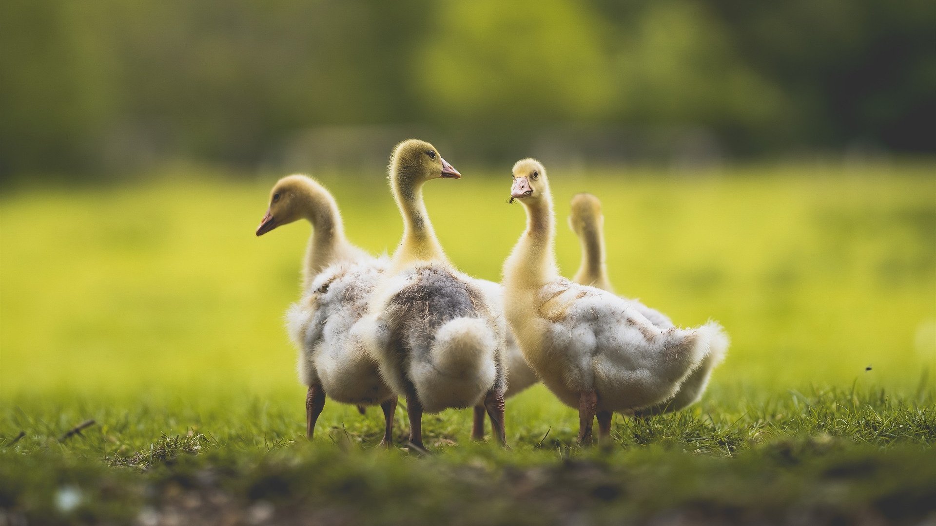 九游网游官网-CBA建立历史影像资料馆保存联赛发展轨迹，cba历史数据库