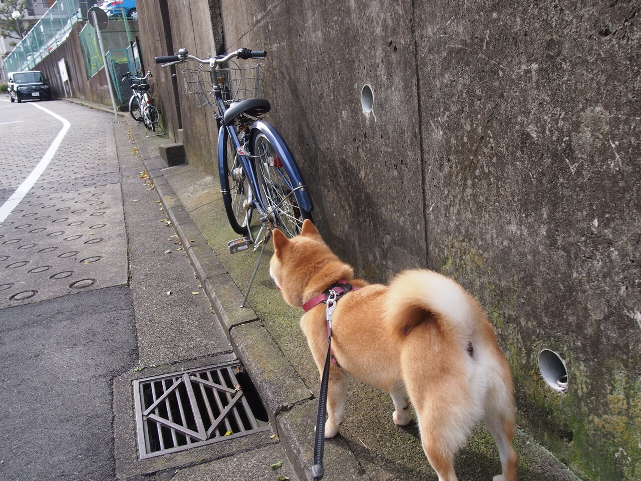 九游官网下载电脑版-乌拉圭队士气高昂，期待在国际舞台再创新高