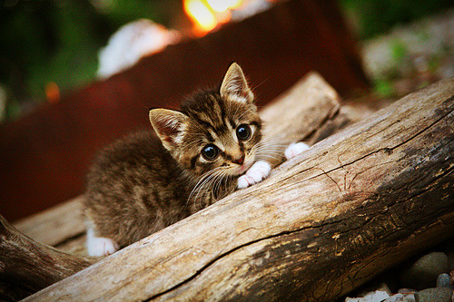 九游娱乐(jiuyou)官网-中超首设公平竞赛积分用于年终表彰与奖金分配，2021年中超联赛积分规则