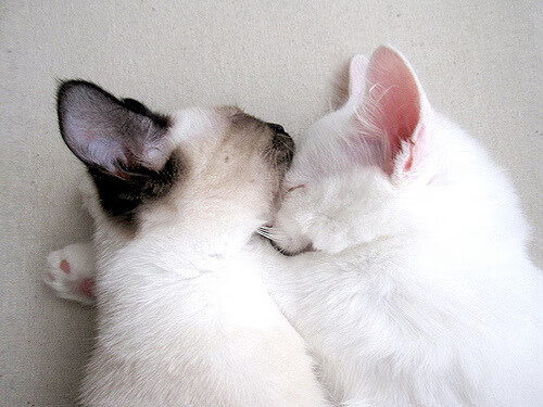 九游网页版官网入口-俱乐部签约全新体能教练强化运动员恢复与保养机制，体能训练教练员