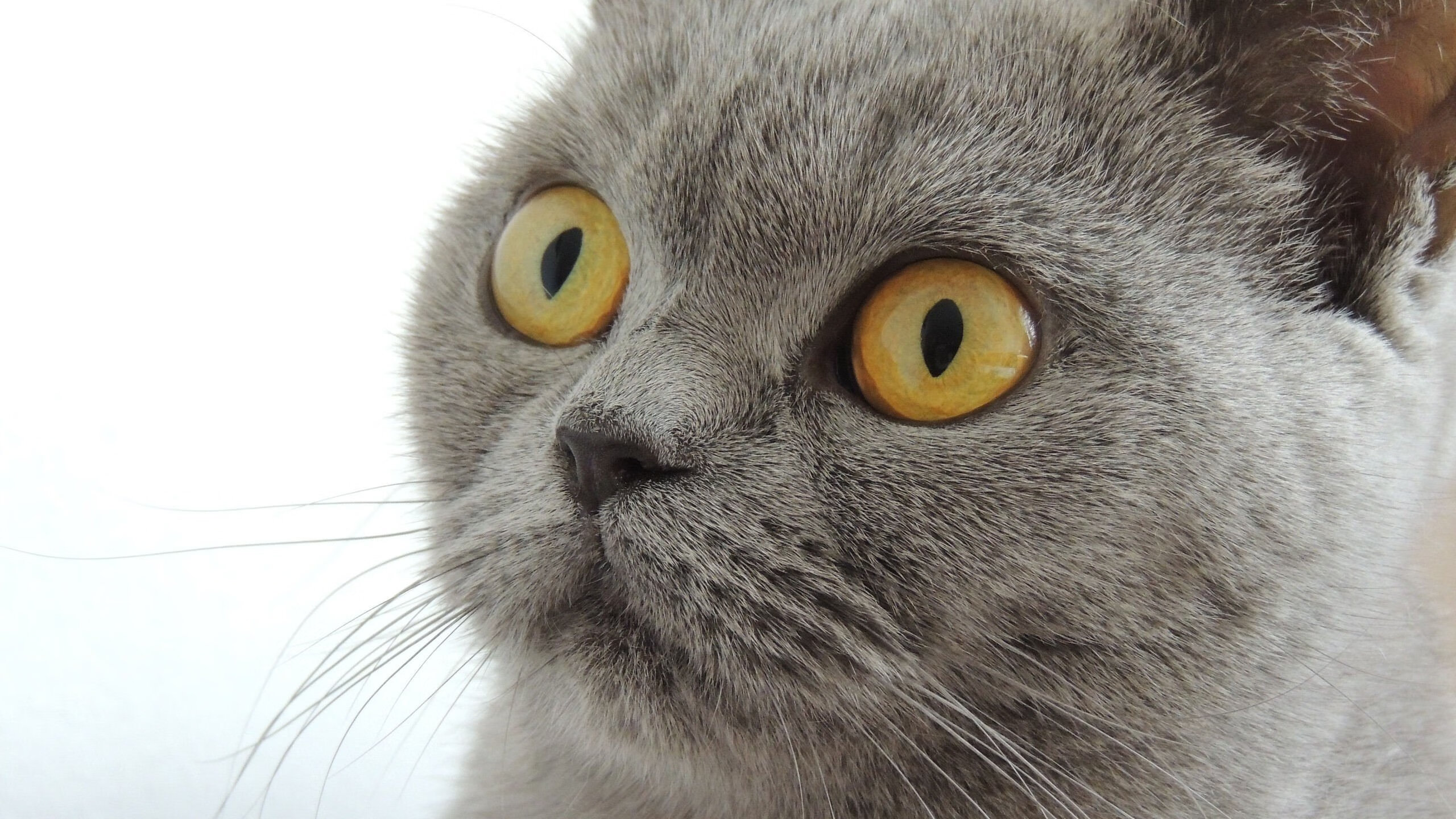 -全黑队精准传球与快速反击，成橄榄球冠军赛中的杀手锏，橄榄球黑人教练