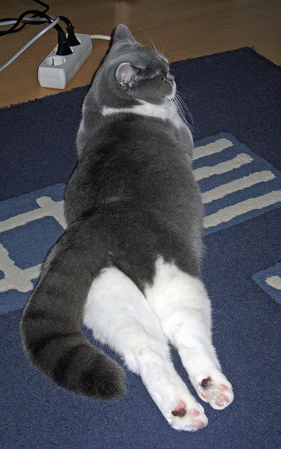 九游登录中心-凯琳·科贝特后程爆发力引爆赛场，凯罗琳·贝赛特