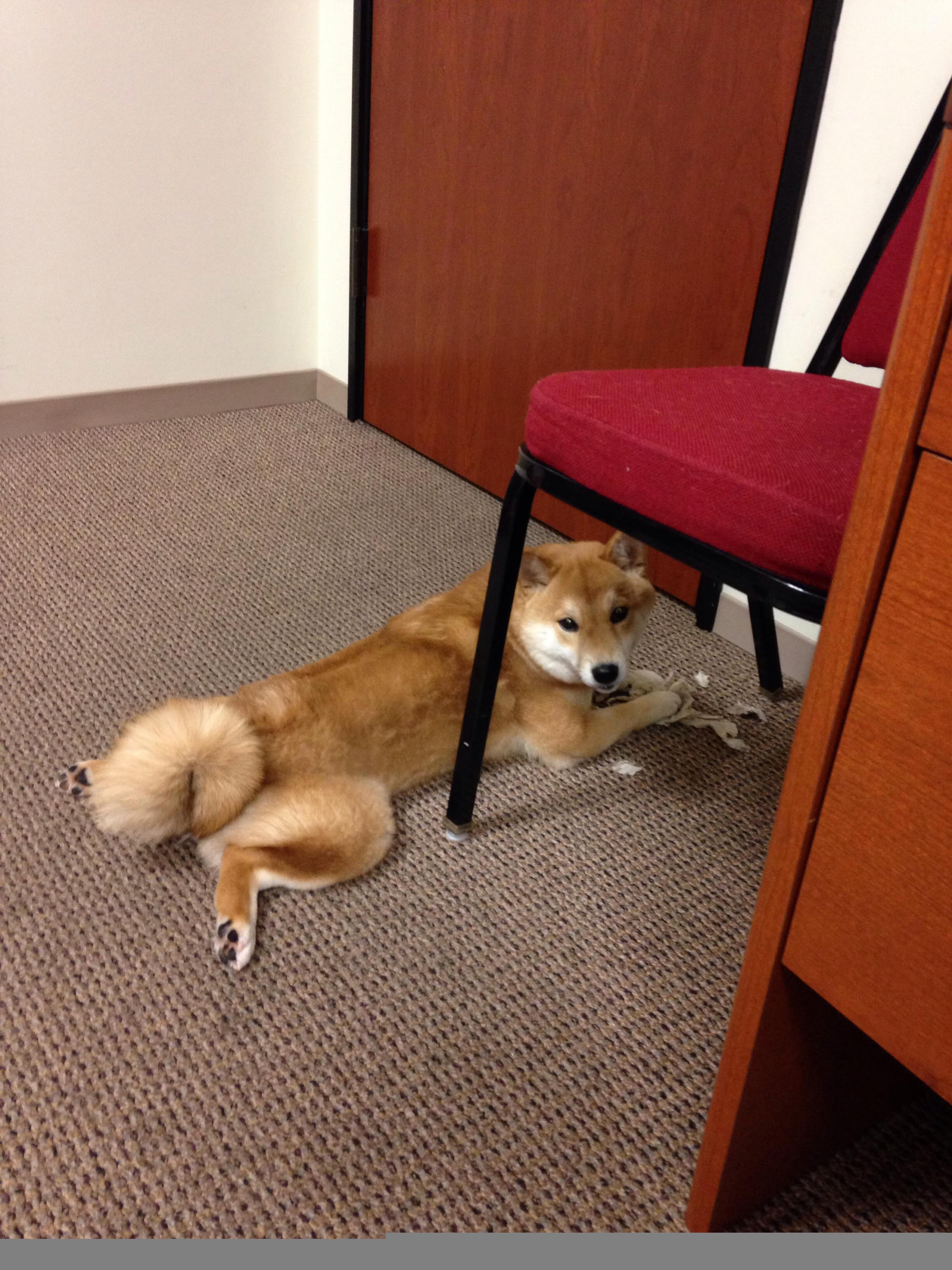 九游游戏中心-奥康纳精准的传球与意识,使袋鼠队攻势如潮,袋鼠和奥康的哪个档次高些