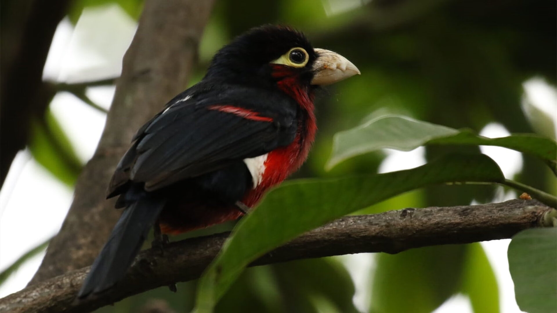 九游网游官网-巴西天才少年成转会焦点，多队报价竞争，巴西天才球员为什么越来越少