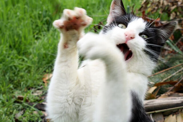 九游网页版官网-曼联宣布新援加盟提升中场厚度，曼联引援汇总