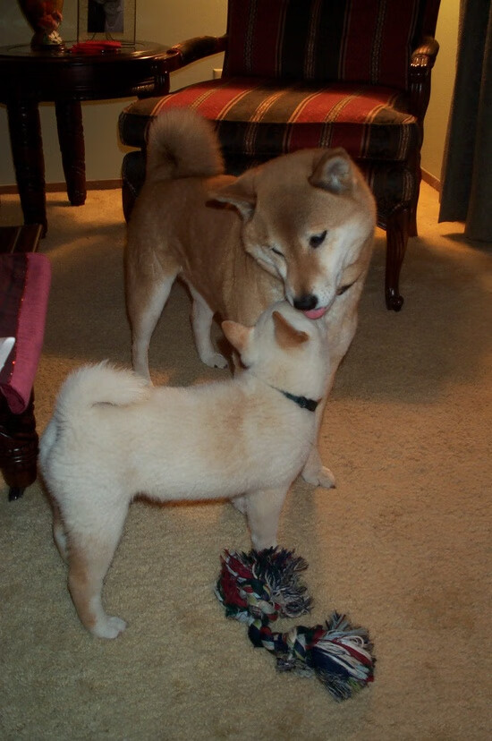 九游游戏中心-法甲火力全开:精彩破门引爆现场!,法甲激烈