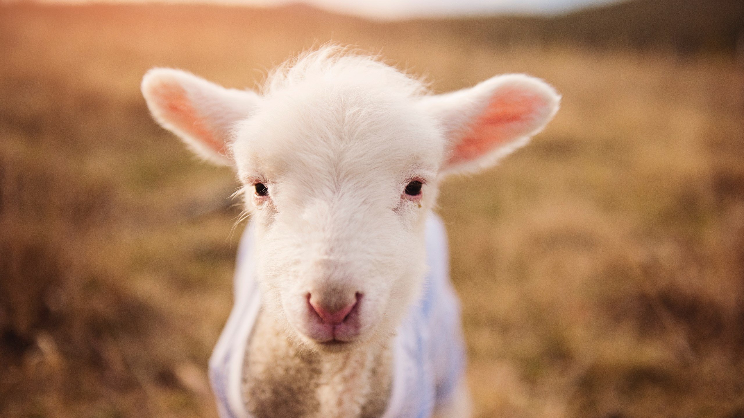 九游登录入口-美洲杯星光闪耀:超级巨星的天赐表现,美洲杯冠军杯